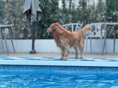 -爪吧宠物乐园 (温榆河示范区店)