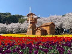 -苏州上方山国家森林公园
