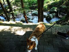 -藏龙百瀑风景区