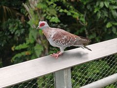 -新加坡飞禽公园