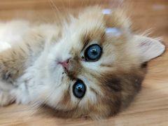 -猫十亿·布偶金渐层·曼基康矮脚猫舍(青年路店)