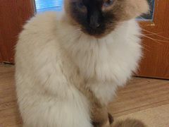 -有猫主题·治愈系猫咖(曾厝垵店)