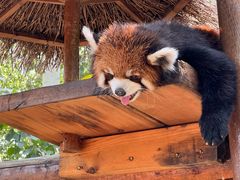 -北京野生动物园