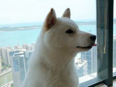 -柴犬小屋·柴餐厅·狗咖食堂(金鼎广场店)