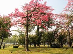 -顺峰山公园