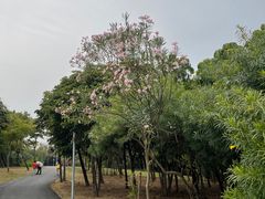 -深圳湾公园(南山区)
