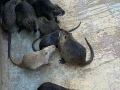 -泉州海丝野生动物世界