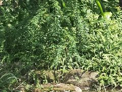-成都市活水公园