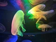 -太平洋海底世界