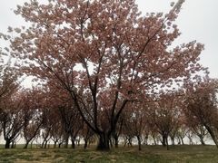 -塘沽森林公园