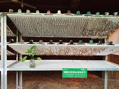 -野象谷景区