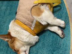 -宠颐生宠物医院·心肾内科·猫专科诊疗中心宠巢店