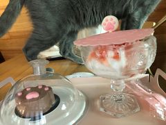 -喵屿·大理花园猫咖