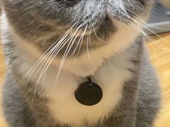 -啵啵喵·猫咖(攀华国际店)