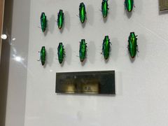 -上海昆虫博物馆