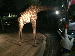 -清迈夜间动物园