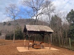 -合肥野生动物园