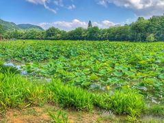 -贵阳市花溪国家城市湿地公园