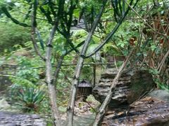 -瑞丽独树成林风景区