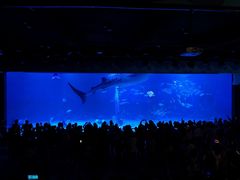 -烟台海昌鲸鲨海洋公园