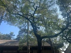 -鼎盛王朝康熙大典实景演出