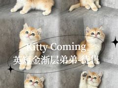 -小猫来了·猫舍(红山六九七九店)