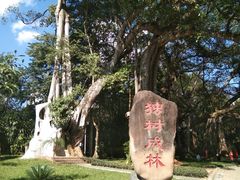 -瑞丽独树成林风景区