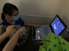 -凯特喵百思猫专科医院