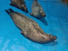 -海合安成都极地海洋公园