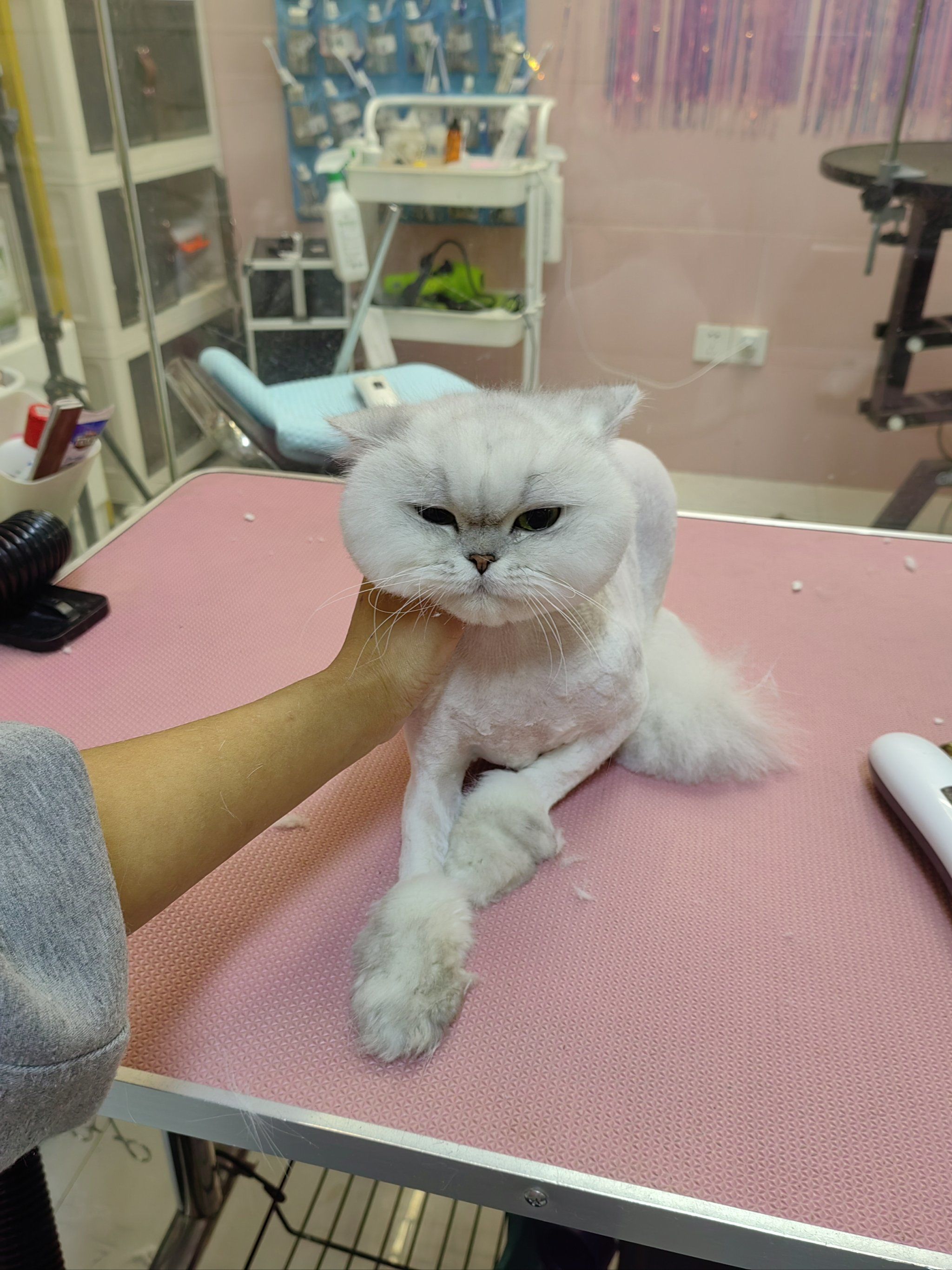 猫咪美容造型