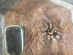 -上海大自然野生昆虫馆(东方明珠·爬宠昆虫探索中心)