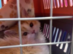 -小猫来了·猫咪专售(红山六九七九店)