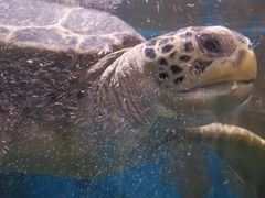 -烟台海昌鲸鲨海洋公园