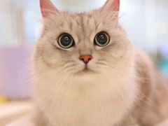 -momokira米努特·德文卷毛猫·棉花面纱犬