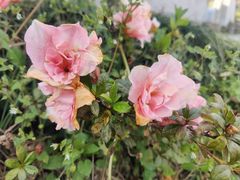 -瑞安圣井山景区