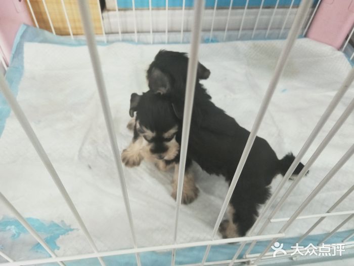 宠爱有家宠物生活馆图片