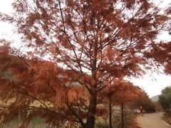 -小芝红树林