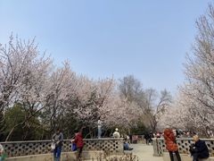 -桃花堤公园