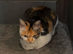 -Again Coffee Roaster(香蜜湖店)