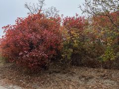 -北京西山国家森林公园