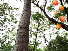 -吴淞炮台湾湿地森林公园烧烤区