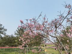 -天适樱花悠乐园