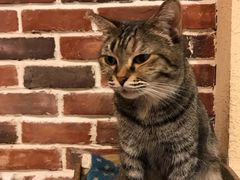 -猫友咖啡店(玉林西路店)