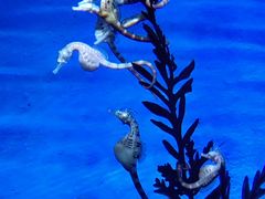 -上海海洋水族馆