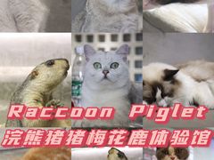 -浣熊柯尔鸭土拨鼠·电玩咖