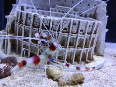 -芜湖新华联大白鲸海洋公园