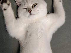-lincat·猫舍(广州店)
