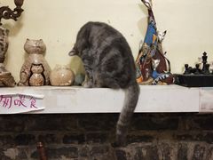 -猫色咖啡·猫咖