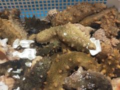 -旺角小渔村·海肠捞饭开创者(环山路店)