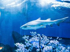 -海合安武汉极地海洋公园